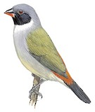 Swee Waxbill Illustration