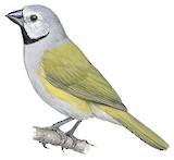 Grey-headed Oliveback Illustration