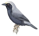 Pale-fronted Nigrita Illustration