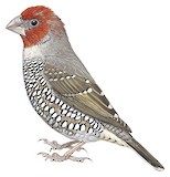 Red-headed Finch Illustration