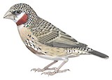 Cut-throat Finch Illustration