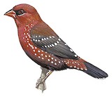 Red Avadavat Illustration