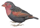 Locust Finch Illustration