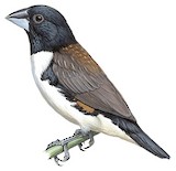 Magpie Mannikin Illustration