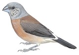 Grey-headed Silverbill Illustration