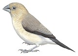 African Silverbill Illustration