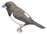 White-rumped Munia Illustration