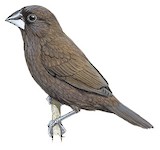 Dusky Munia Illustration