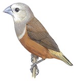 Grey-banded Mannikin Illustration