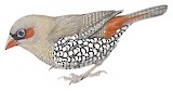 Red-eared Firetail Illustration