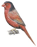 Crimson Finch Illustration