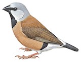 Black-throated Finch Illustration