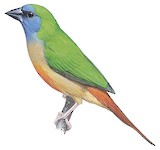 Pin-tailed Parrotfinch Illustration