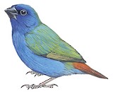 Tricolored Parrotfinch Illustration