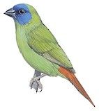 Blue-faced Parrotfinch Illustration