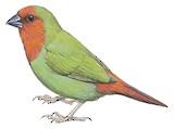 Red-throated Parrotfinch Illustration