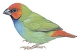 Fiji Parrotfinch Illustration