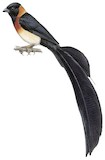 Broad-tailed Paradise Whydah Illustration