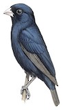 Barka Indigobird Illustration