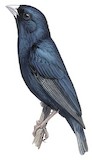 Jambandu Indigobird Illustration