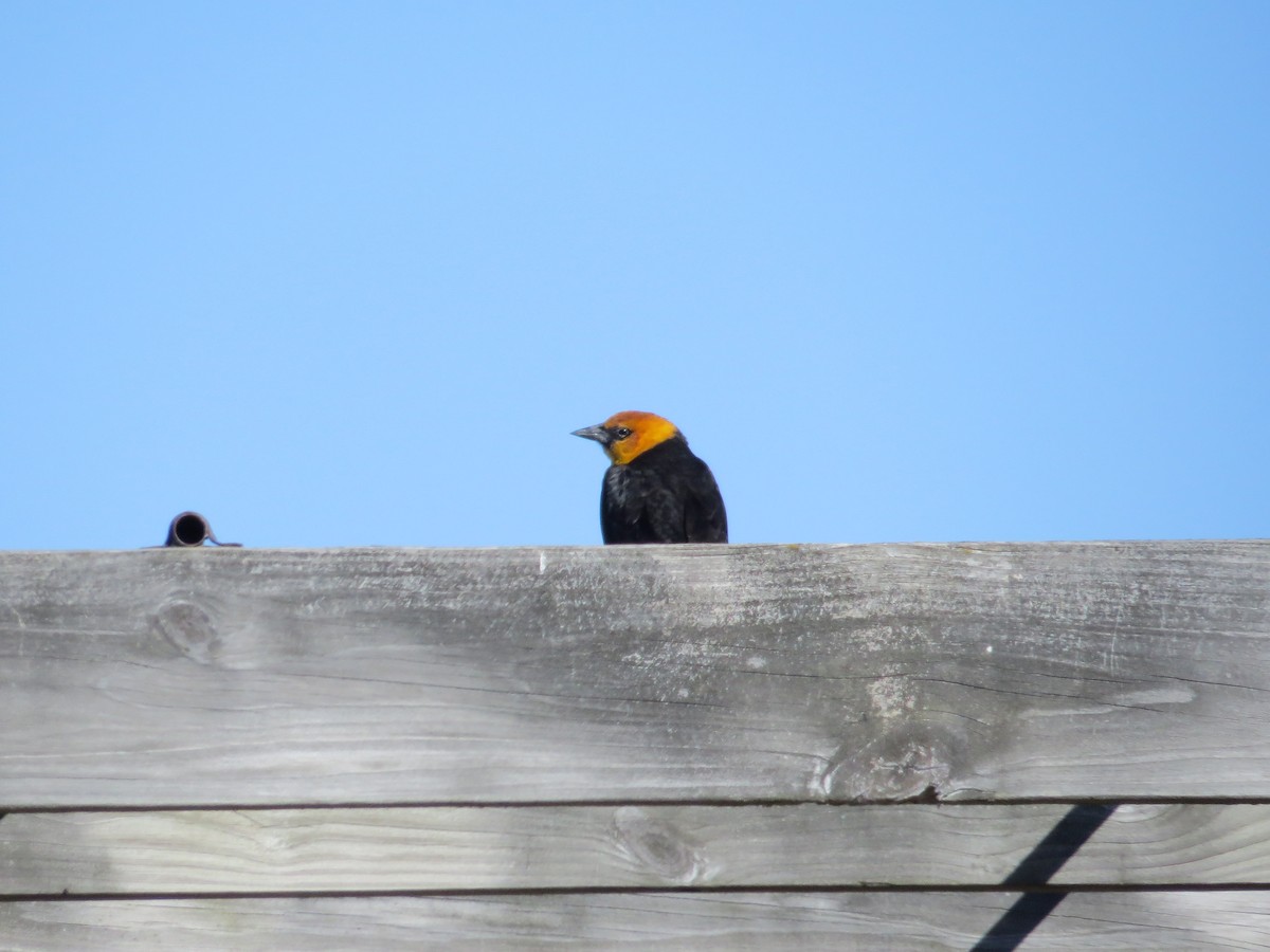 Yellow-headed Blackbird - ML153175031