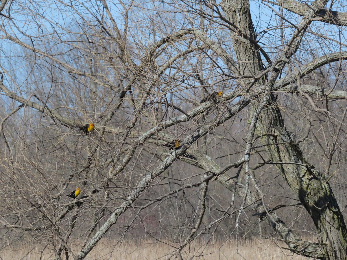 Yellow-headed Blackbird - ML153175171