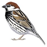 Spanish Sparrow Illustration