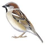 Sind Sparrow Illustration