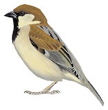 Somali Sparrow Illustration