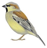 Plain-backed Sparrow Illustration