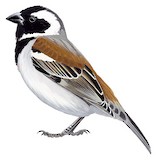 Cape Sparrow Illustration