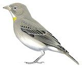 Yellow-spotted Bush Sparrow Illustration