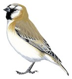 Blanford's Snowfinch Illustration