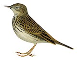 Bushveld Pipit Illustration