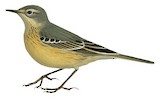 Buff-bellied Pipit Illustration