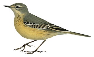 American Pipit