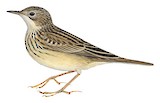 Yellowish Pipit Illustration