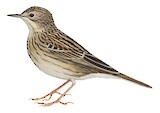 Pampas Pipit Illustration