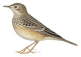 Sprague's Pipit Illustration