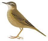 African Rock Pipit Illustration