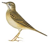 Richard's Pipit Illustration