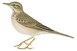 Paddyfield Pipit Illustration