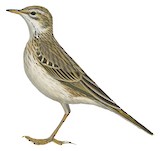 New Zealand Pipit Illustration