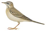 Tawny Pipit Illustration