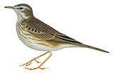 Malindi Pipit Illustration