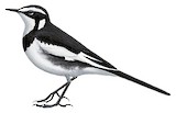 African Pied Wagtail Illustration