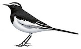 White-browed Wagtail Illustration