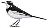 Mekong Wagtail Illustration