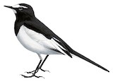 Japanese Wagtail Illustration