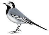 White Wagtail Illustration